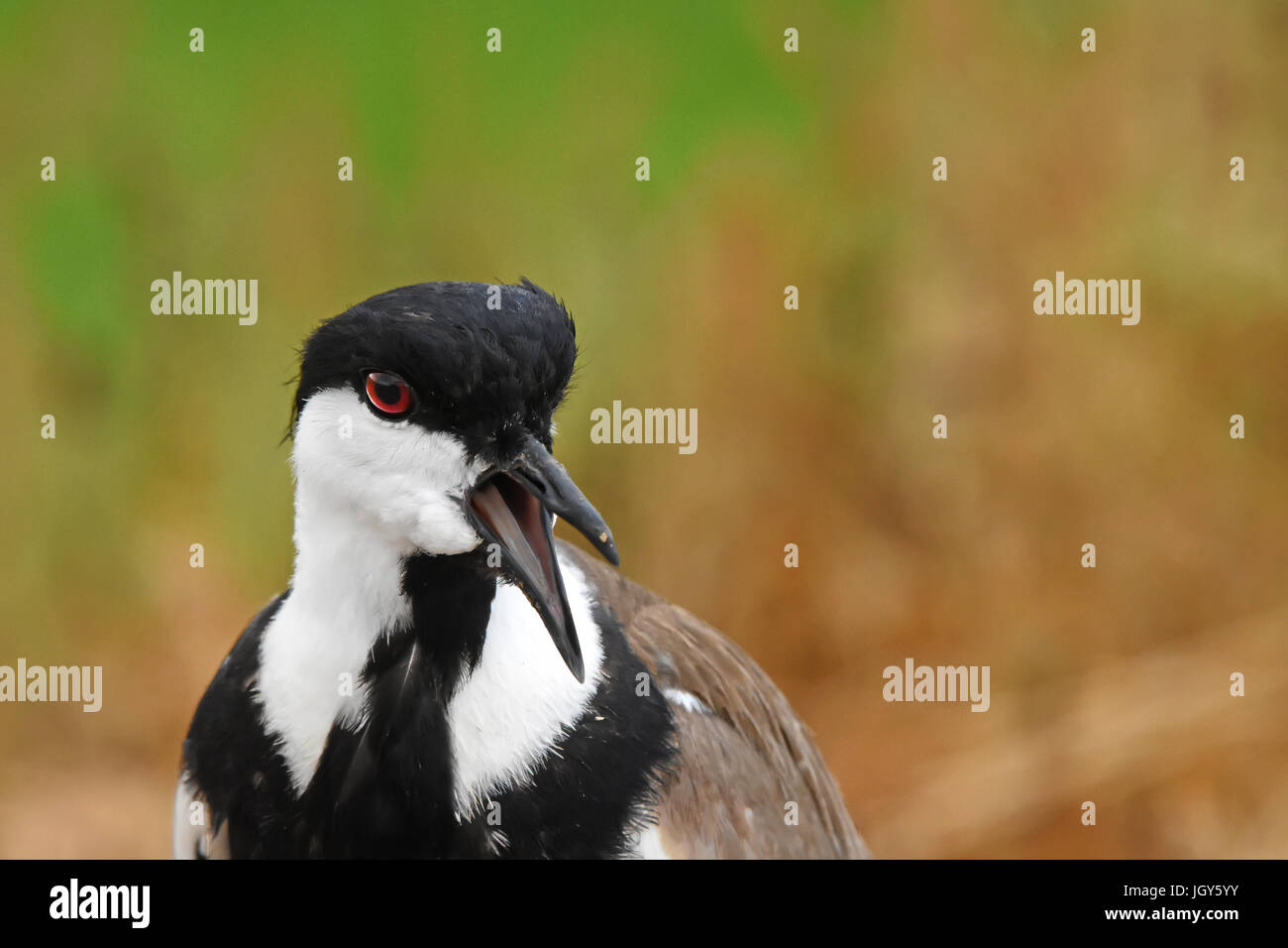 Sporn-winged Plover, Vanellus Spinosus Aufrufe Stockfoto