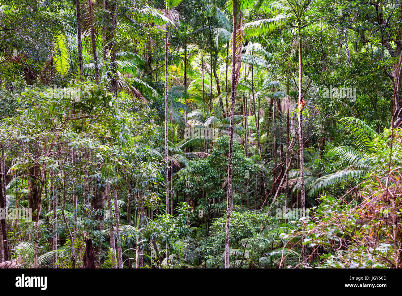 Baumfarne (Cyatheales), gemäßigten Regenwald, UNESCO Weltnaturerbe, Fraser Island, Great Sandy Nationalpark, Queensland, Australien. Stockfoto