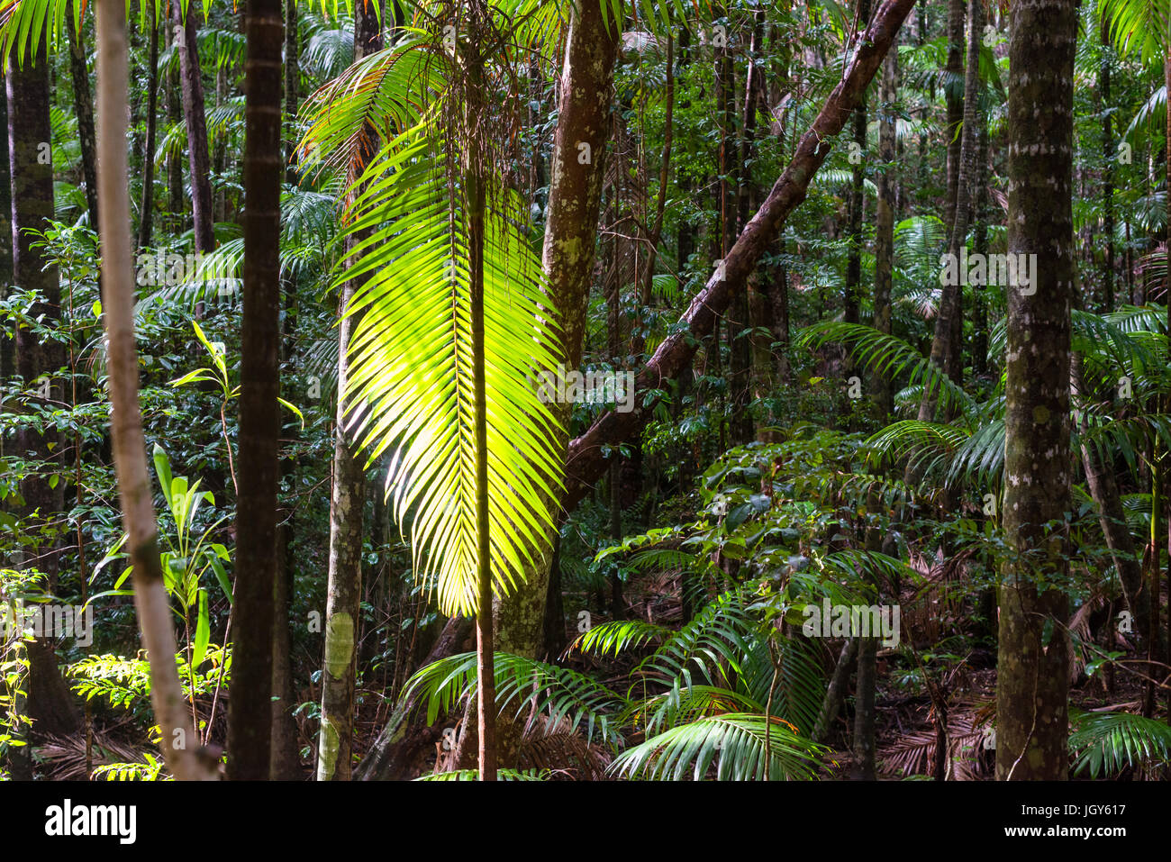 Baumfarne (Cyatheales), gemäßigten Regenwald, UNESCO Weltnaturerbe, Fraser Island, Great Sandy Nationalpark, Queensland, Australien. Stockfoto