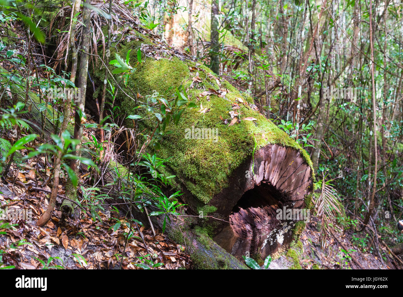 Baumfarne (Cyatheales), gemäßigten Regenwald, UNESCO Weltnaturerbe, Fraser Island, Great Sandy Nationalpark, Queensland, Australien. Stockfoto