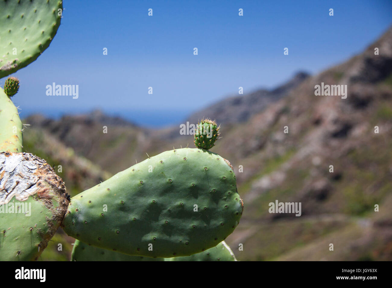 Baby-Kaktus gegen blauen Himmel und Berge im Anaga, Teneriffa Stockfoto