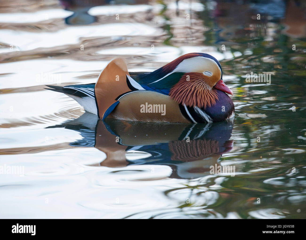 Dösen Mandarinente Stockfoto