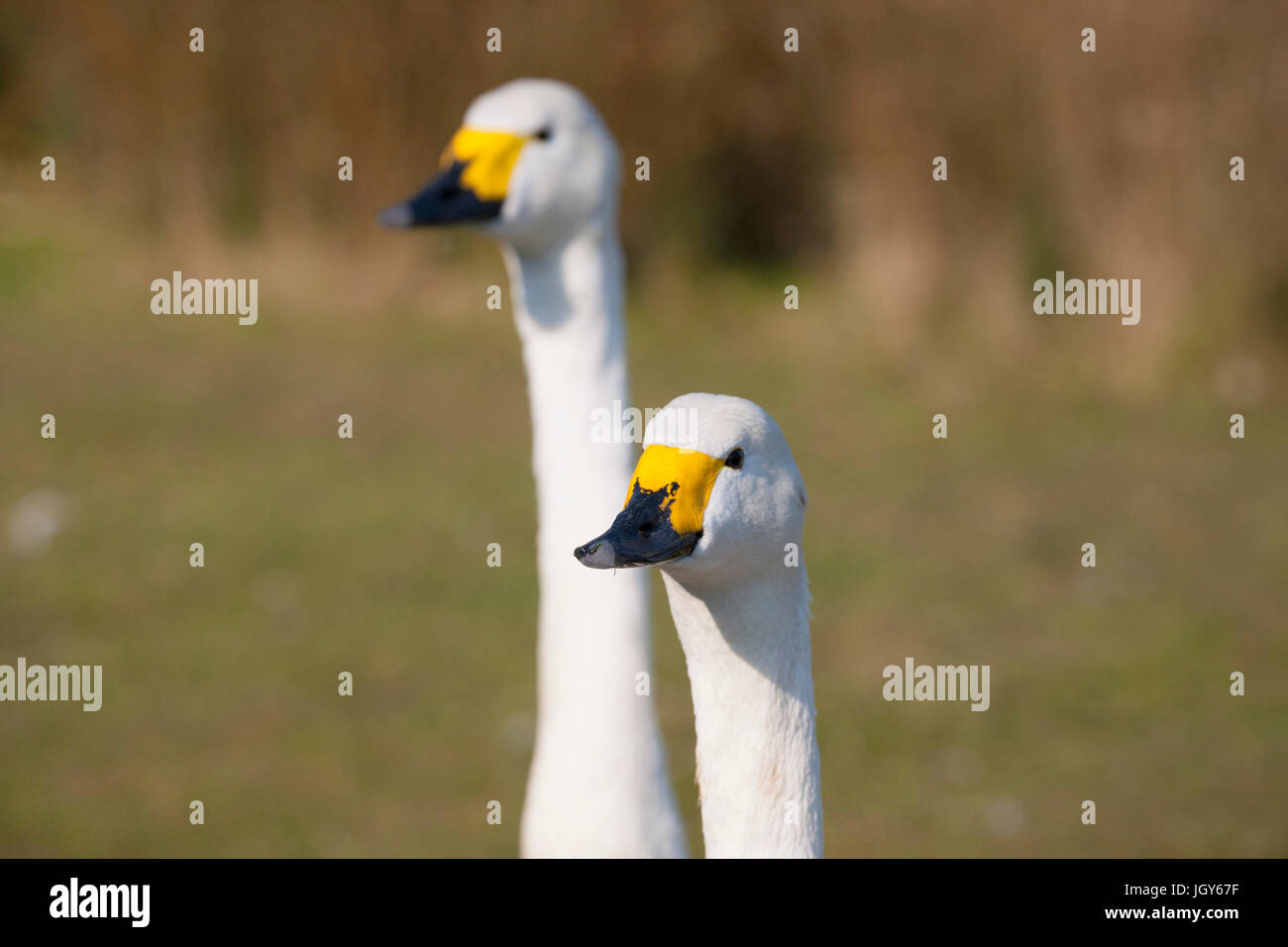 Paar Zwergschwäne im London Wetland Centre Stockfoto