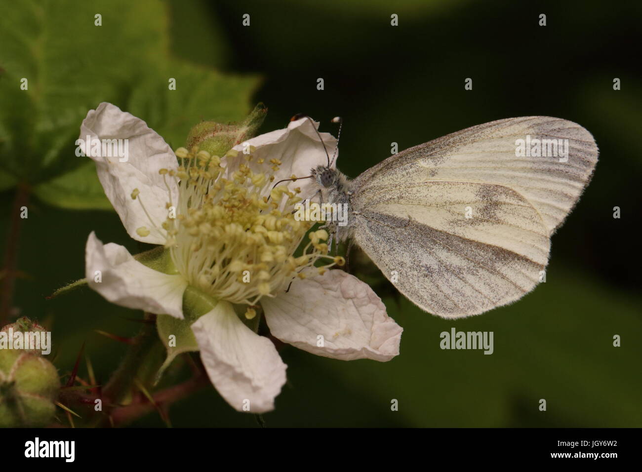 Holz, weißer Schmetterling Stockfoto