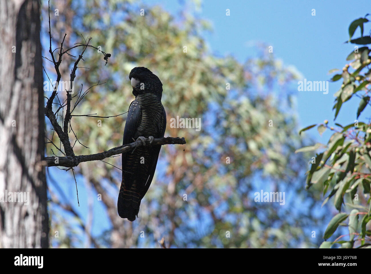Ein Red-tailed black Cockatoo (calyptorhynchus banksii naso) in einem Eukalyptusbaum in dwellingup in wesyern Australien Stockfoto