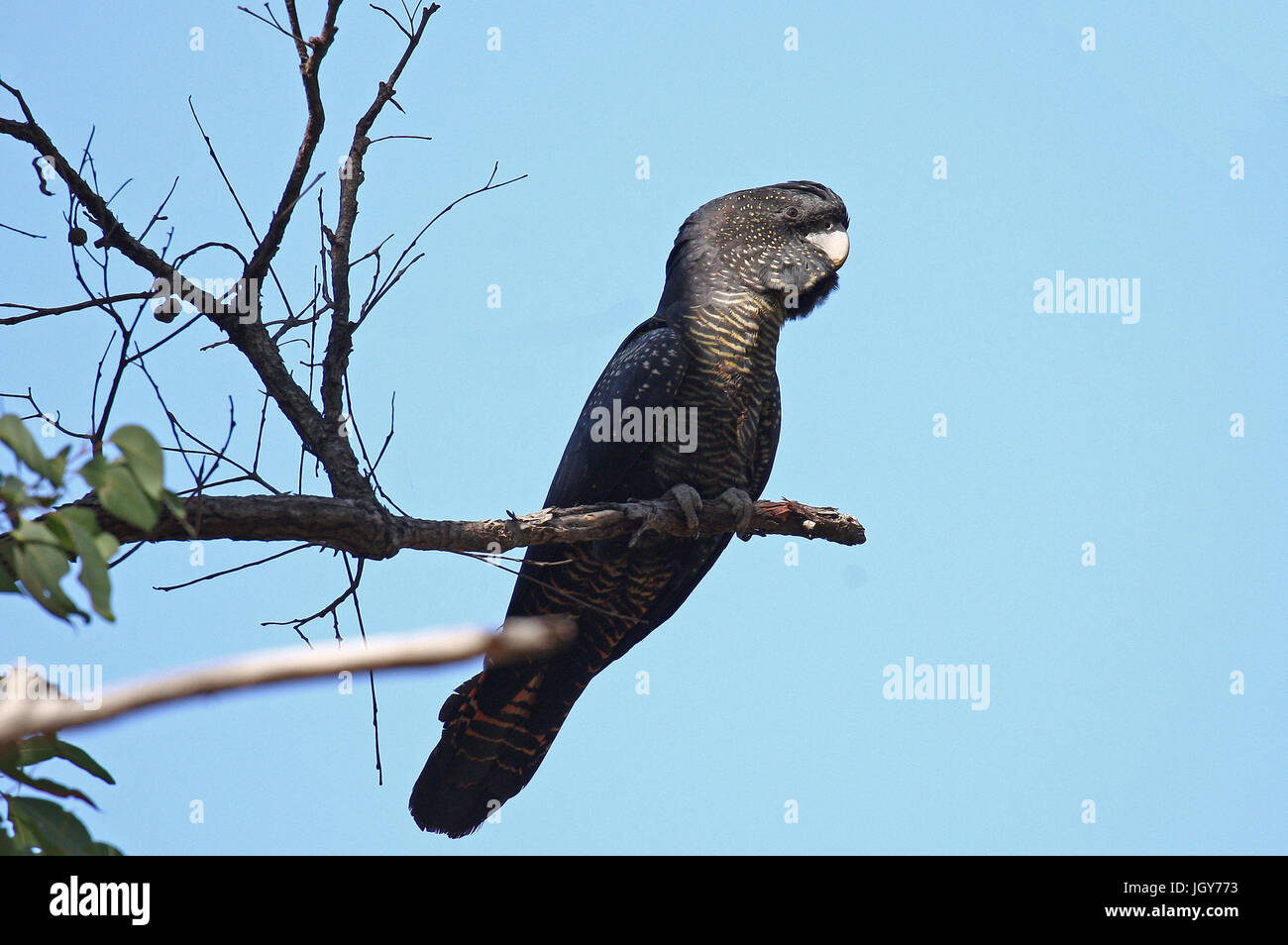 Ein Red-tailed black Cockatoo (calyptorhynchus banksii naso) in einem Eukalyptusbaum in dwellingup in wesyern Australien Stockfoto