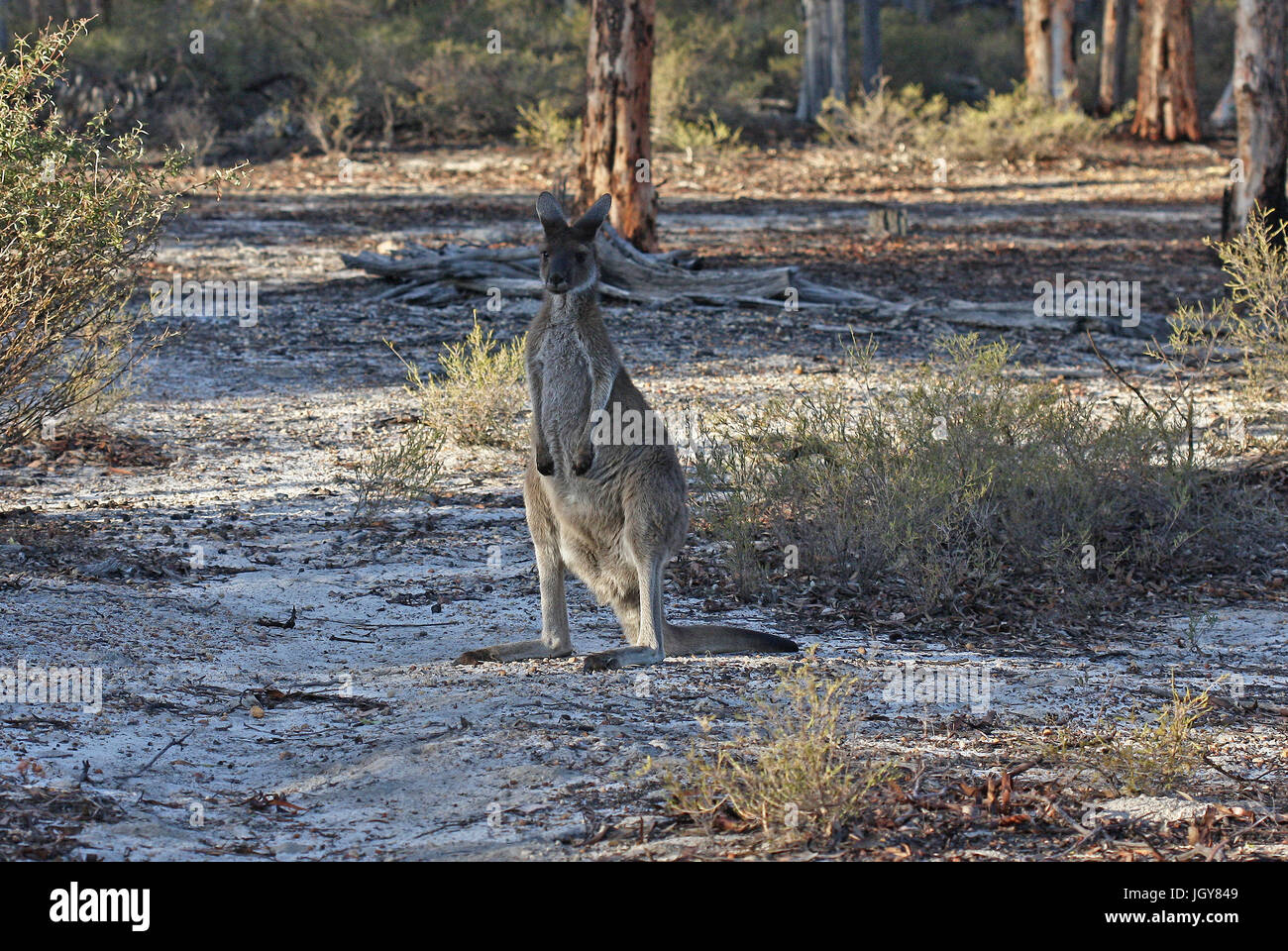 Ein Western grey Kangaroo (Macropus Fuliginosus) in Marbles Woodlands in Western Australia. Stockfoto