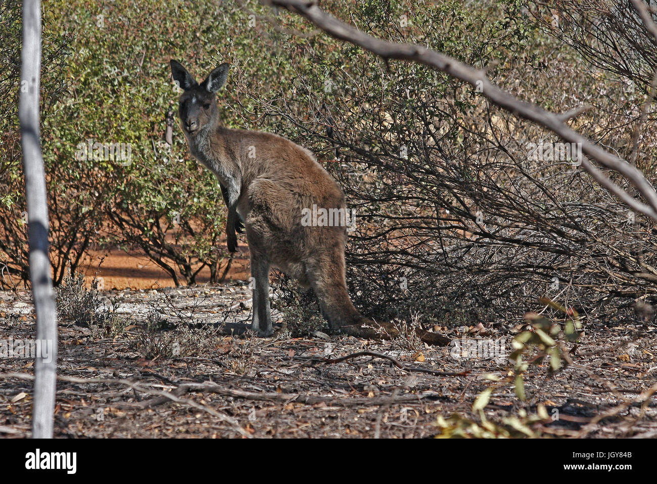 Ein Western grey Kangaroo (Macropus Fuliginosus) in Marbles Woodlands in Western Australia. Stockfoto