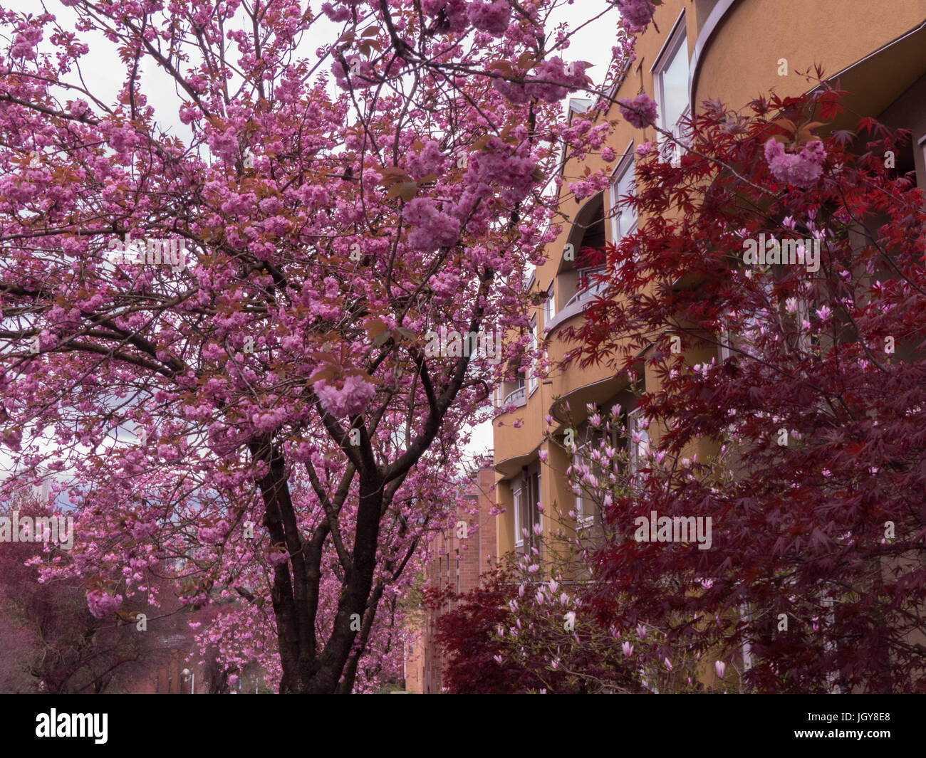 Wunderschön Wohngebiet Kirsche Bäume blühen Stockfoto