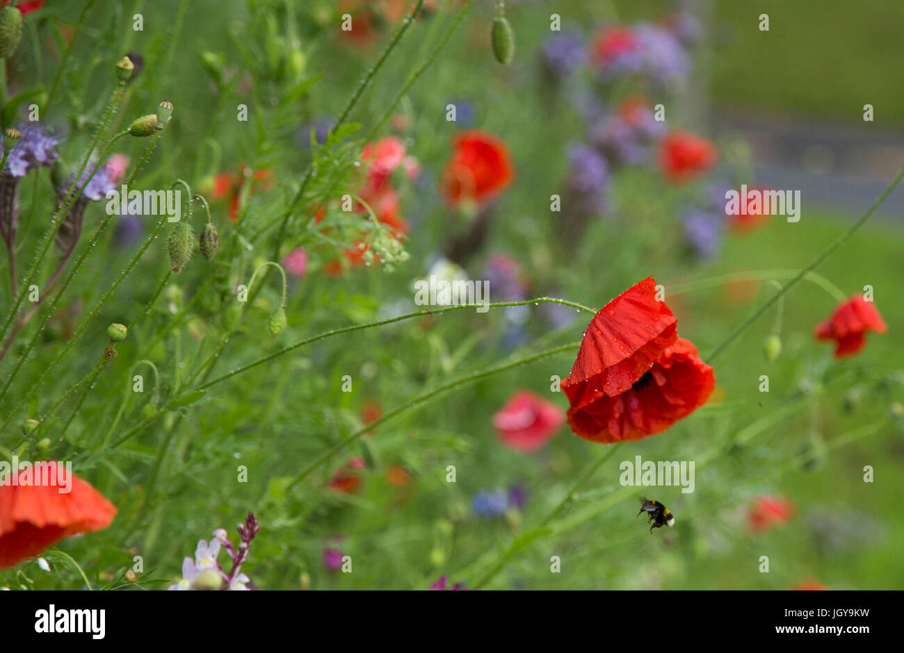 Englische wilde Blumengarten Stockfoto