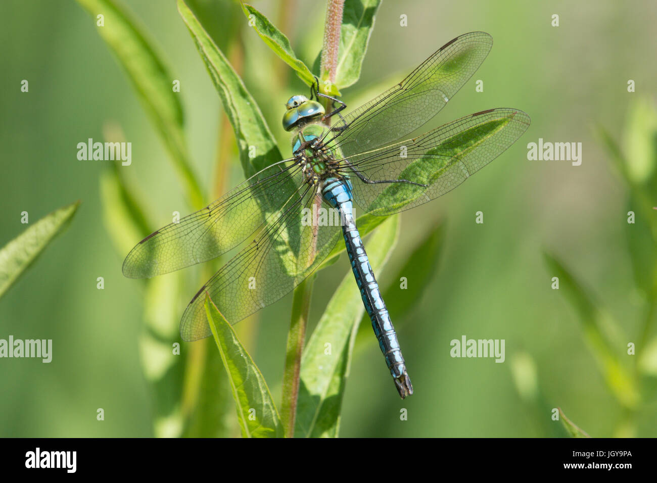 Kaiser Dragonfly, Anax Imperator. Männliche Ruhestellung. Sussex, Großbritannien. Juli. Stockfoto