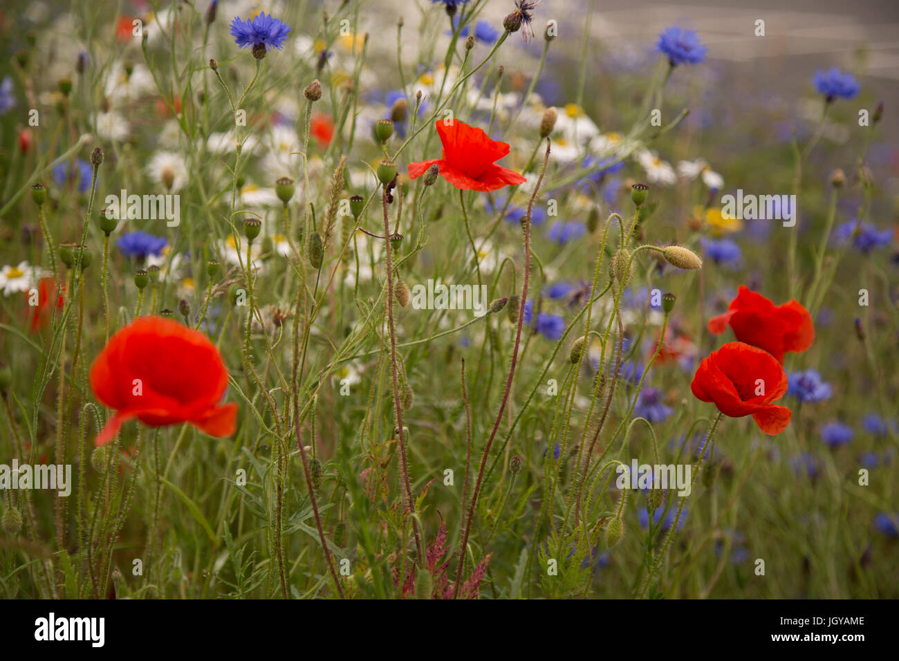 Mohnblumen Stockfoto