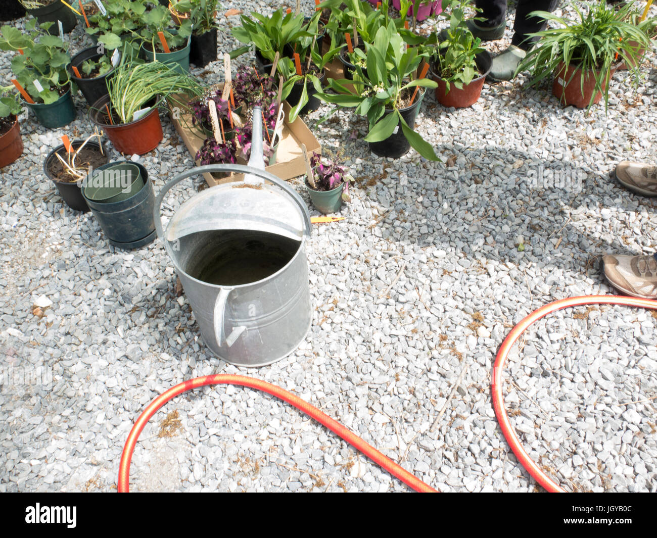 Pflanzen für den Garten Club Anlage Verkauf bereit. Stockfoto