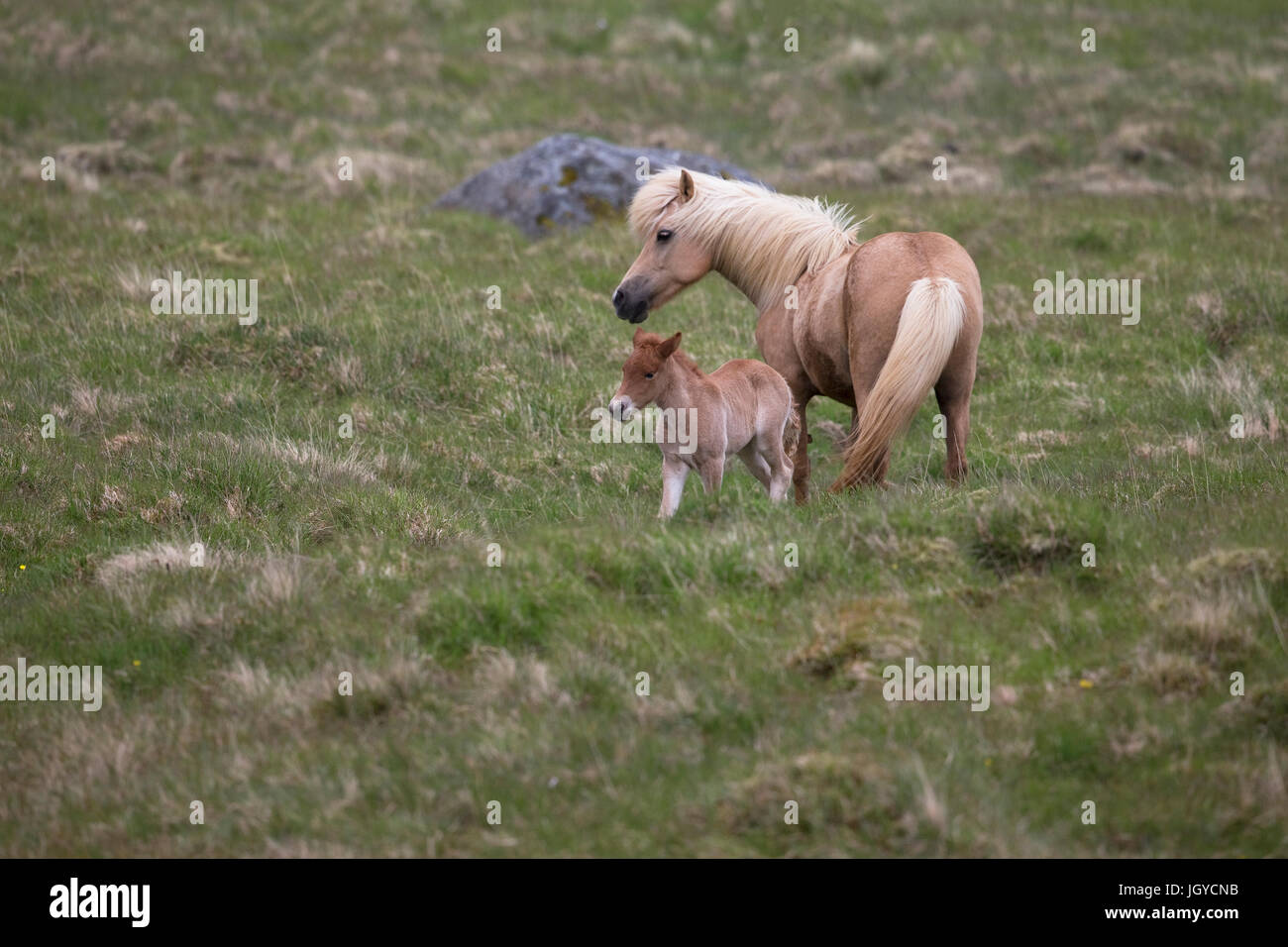 Isländische Pferd (Equus Ferus Caballus) Stockfoto