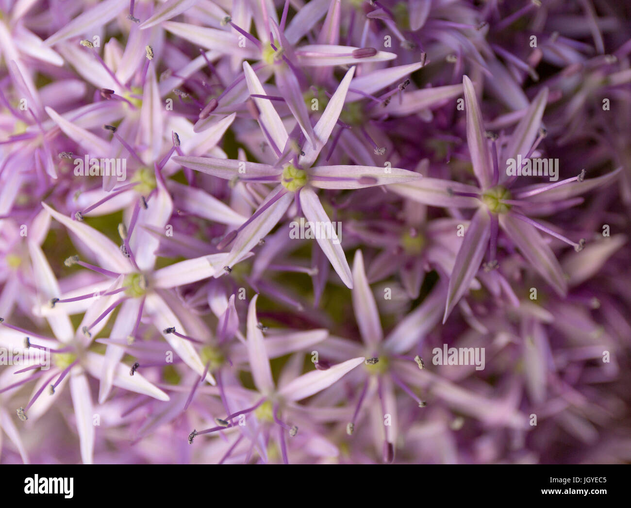 Allium-Hintergrund. Lila Blüten Textur. Sommer. Stockfoto