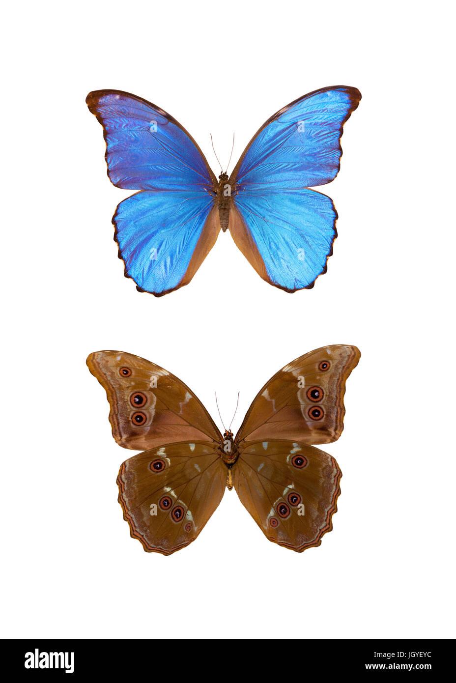 Morpho Didius ist eine neotropische Schmetterling gehört zu der Unterfamilie Morphinae Familie Nymphalidae. Aus Peru. Stockfoto