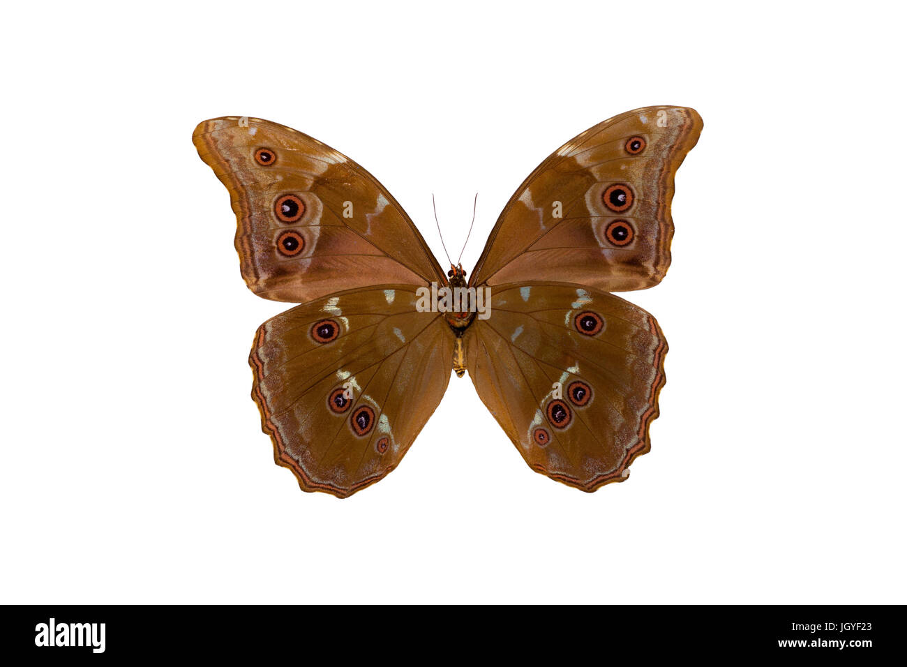 Morpho Didius ist eine neotropische Schmetterling gehört zu der Unterfamilie Morphinae Familie Nymphalidae. Aus Peru. Stockfoto