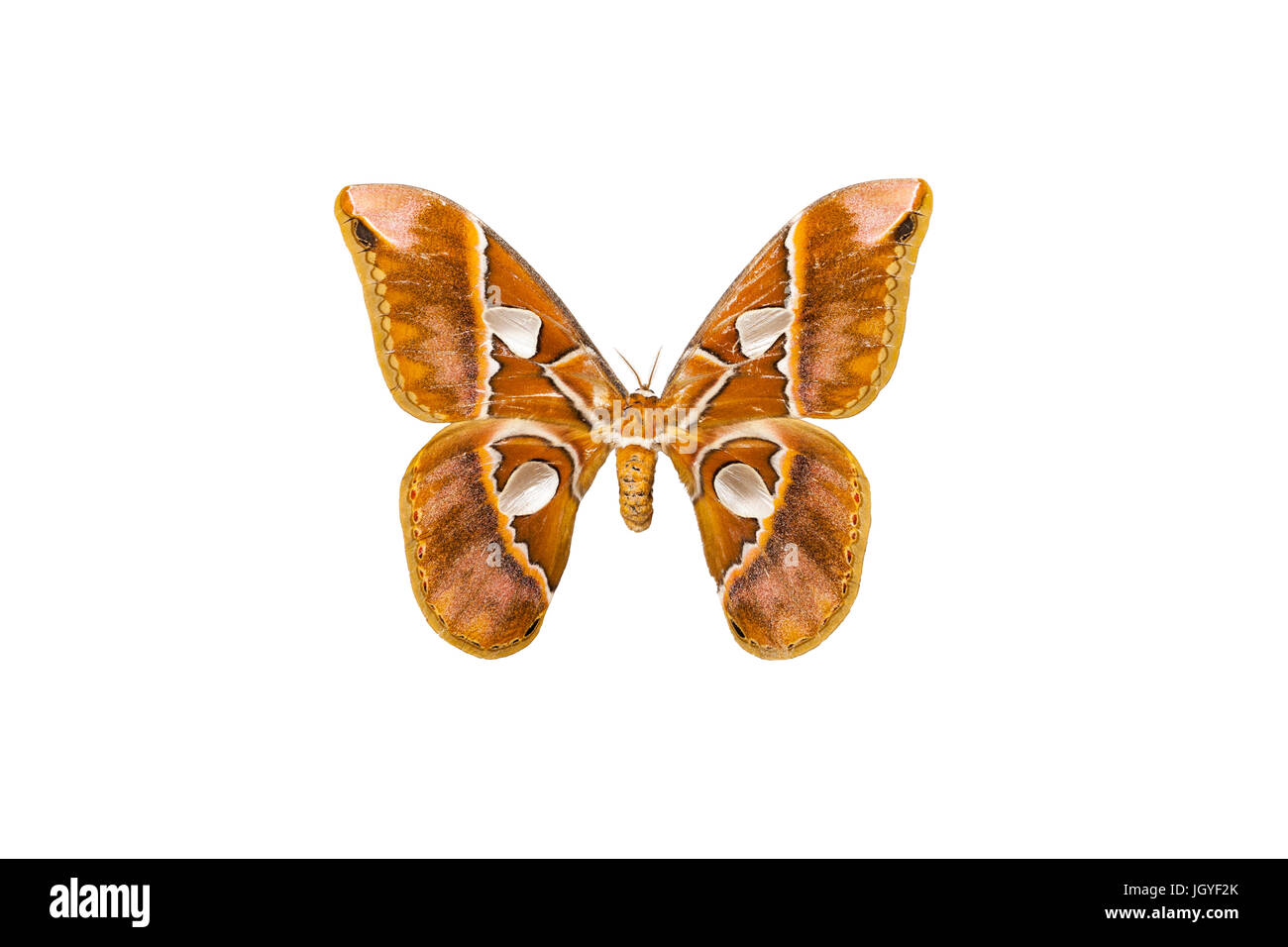Rothschidlia Motten gehören zu den größten Schmetterlinge der Welt. Stockfoto