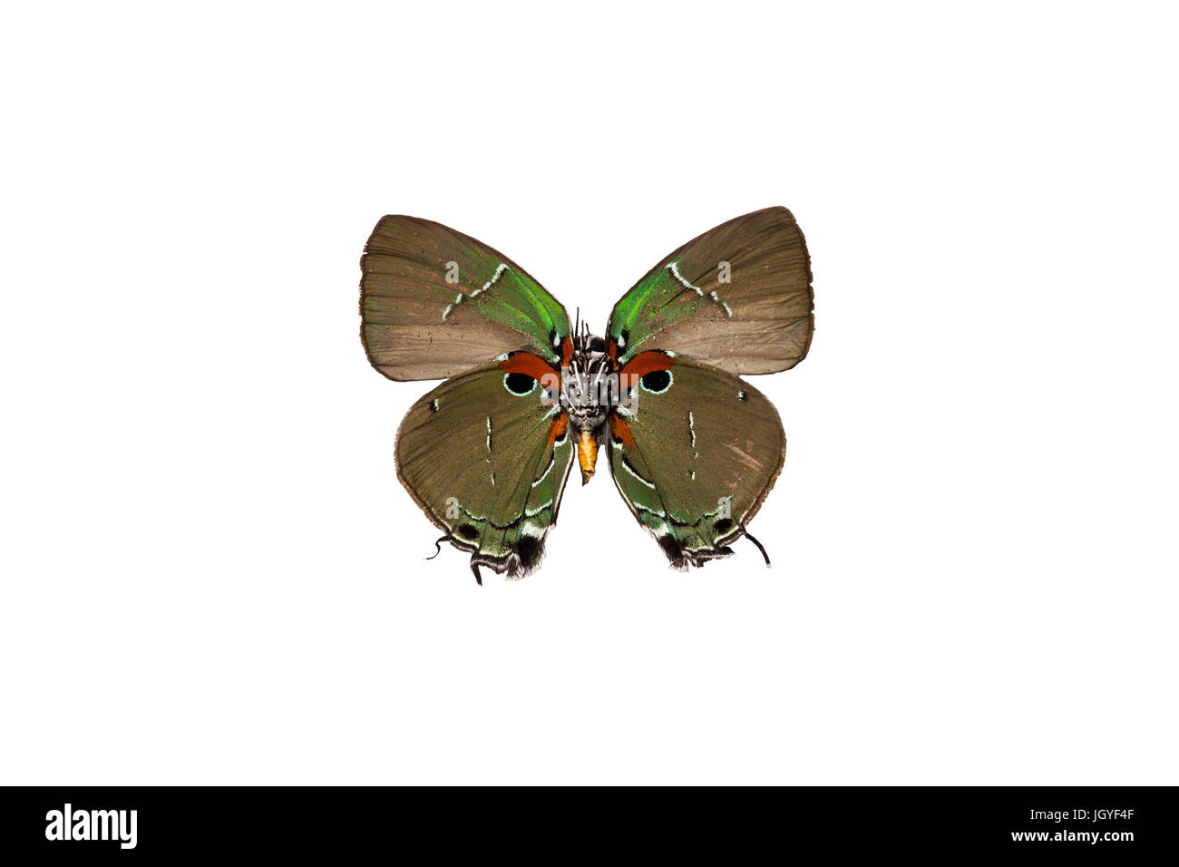 Eine tropische Lycaenid butterly gefangen vom tropischen Regenwald von Französisch-Guayana Stockfoto