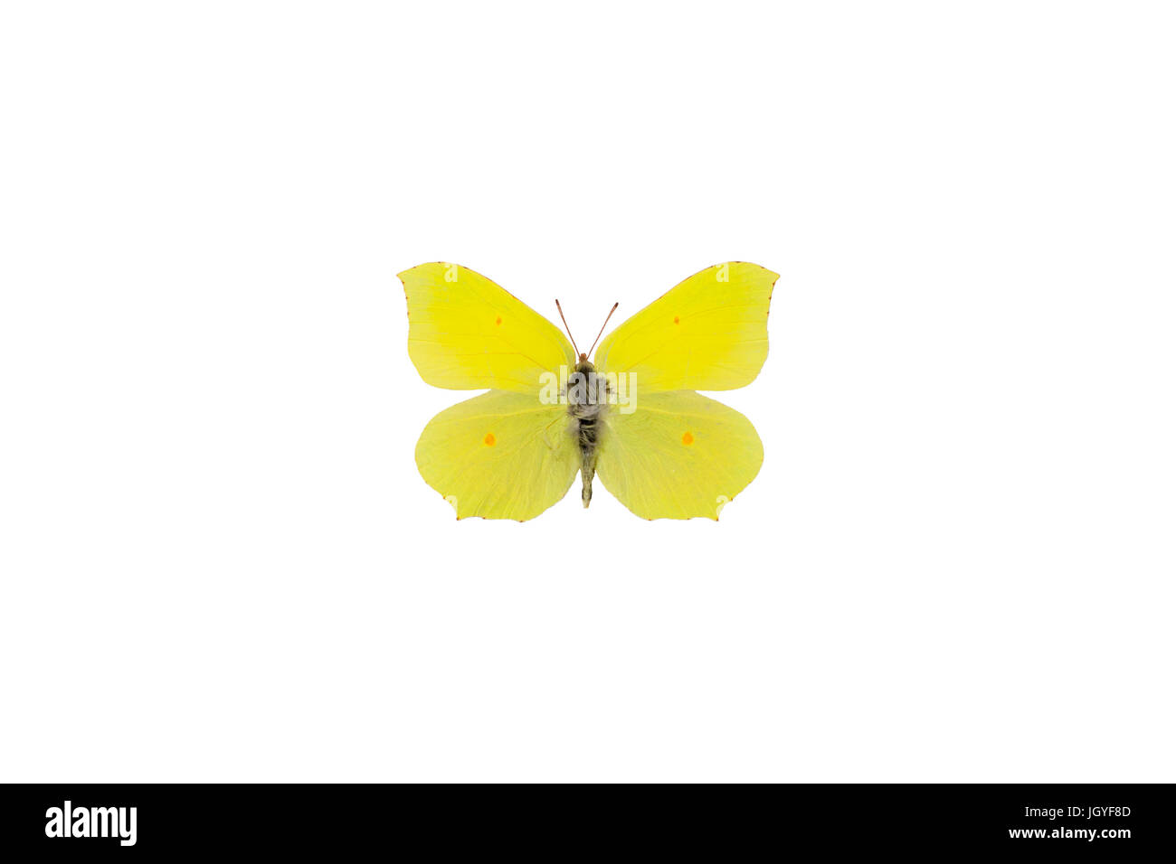 Eine männliche gemeinsame Zitronenfalter (Gonepteryx Rhamni) gefangen in Estland. Stockfoto