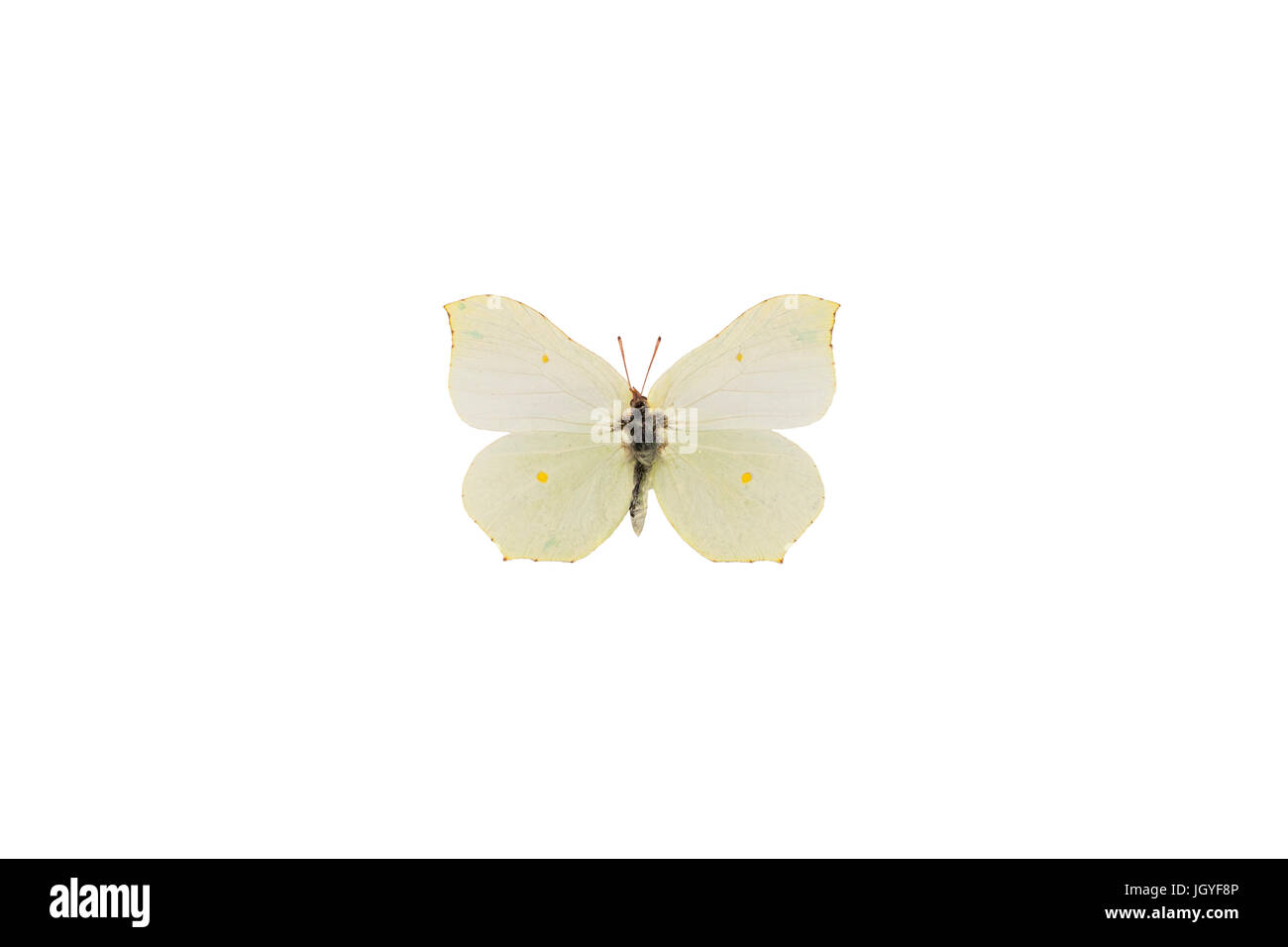 Eine weibliche gemeinsame Zitronenfalter (Gonepteryx Rhamni) gefangen in Estland. Stockfoto