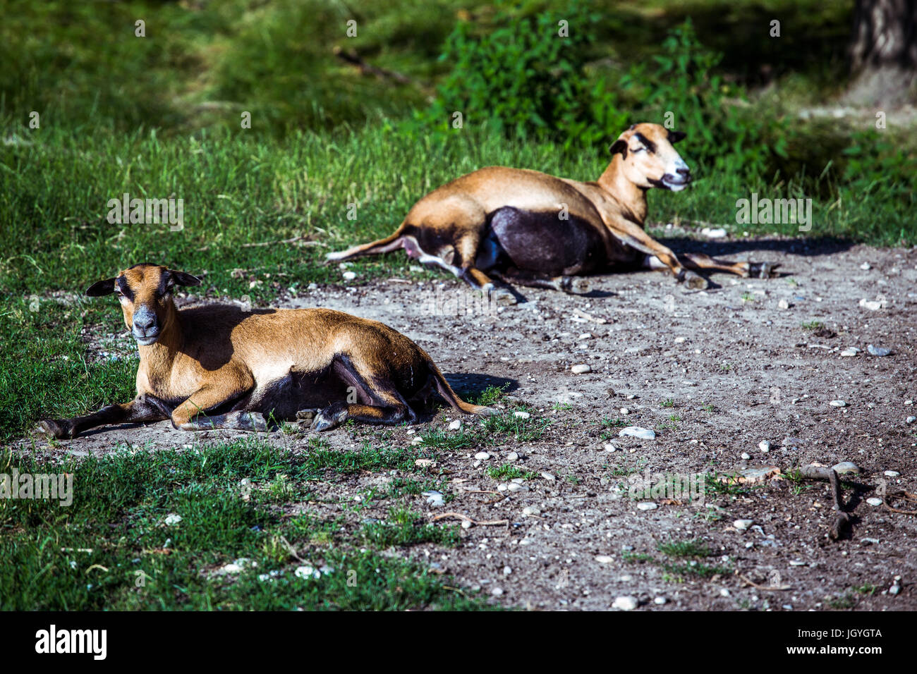 Kamerun-Schafe (Ovis Aries) auf dem Boden liegend, mit einer schwangeren Kamerun-Schafe im Hintergrund. Stockfoto