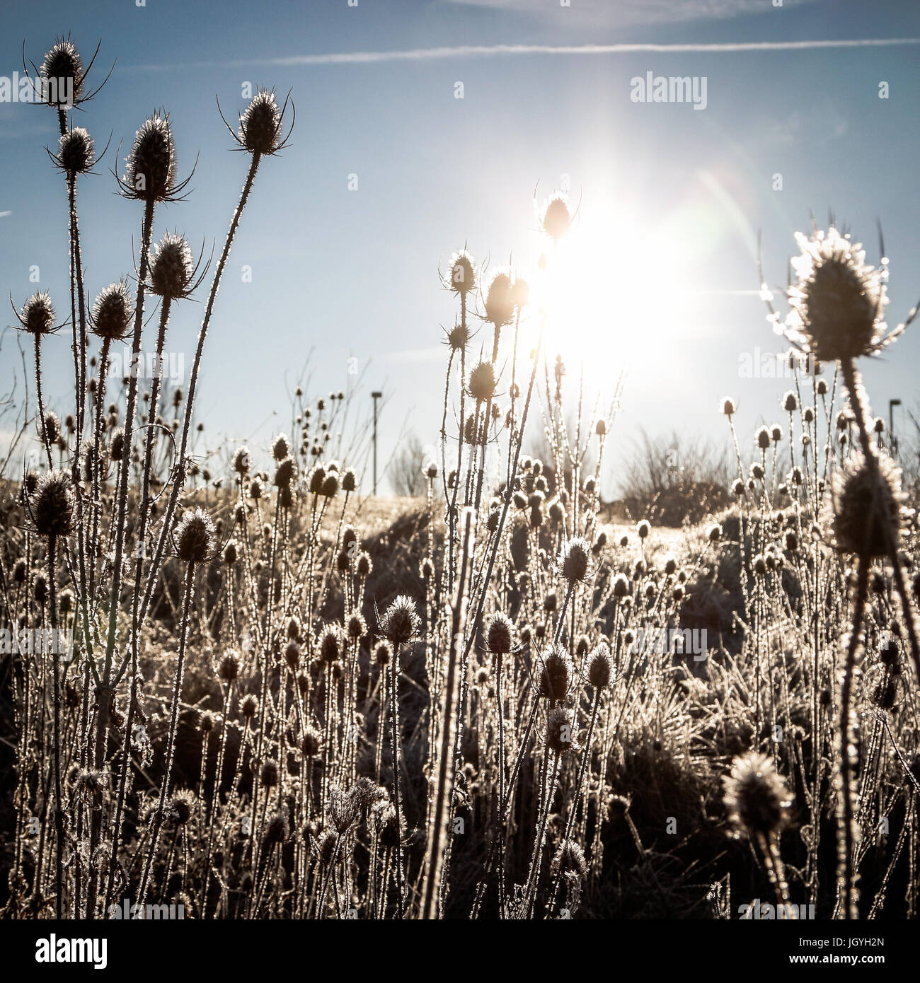 Gefrorene Disteln Winterbild Stockfoto