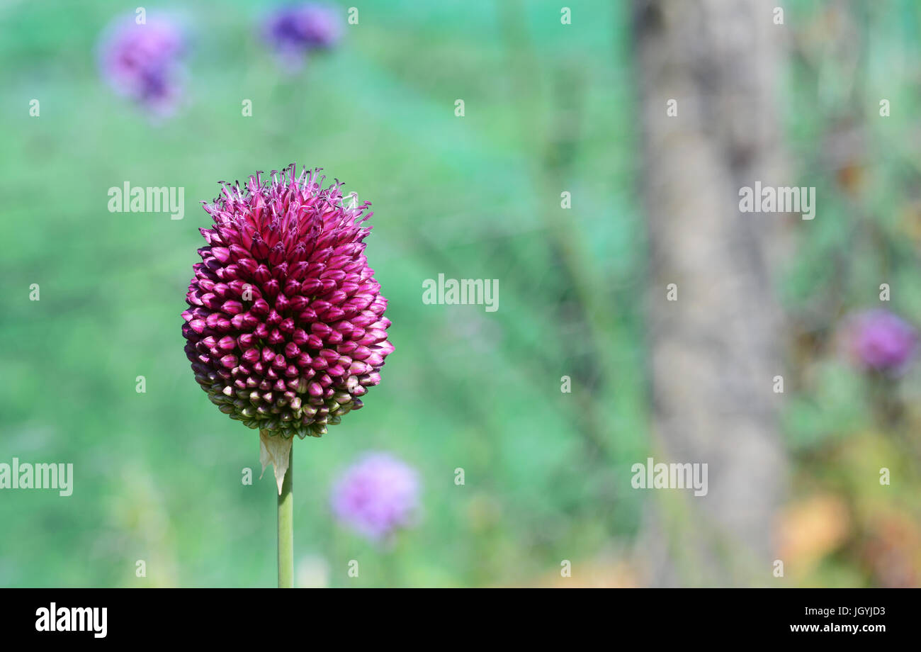 Großen Sphaerocephalon Allium Blütenstand mit violetten Knospen beginnen zu öffnen Stockfoto