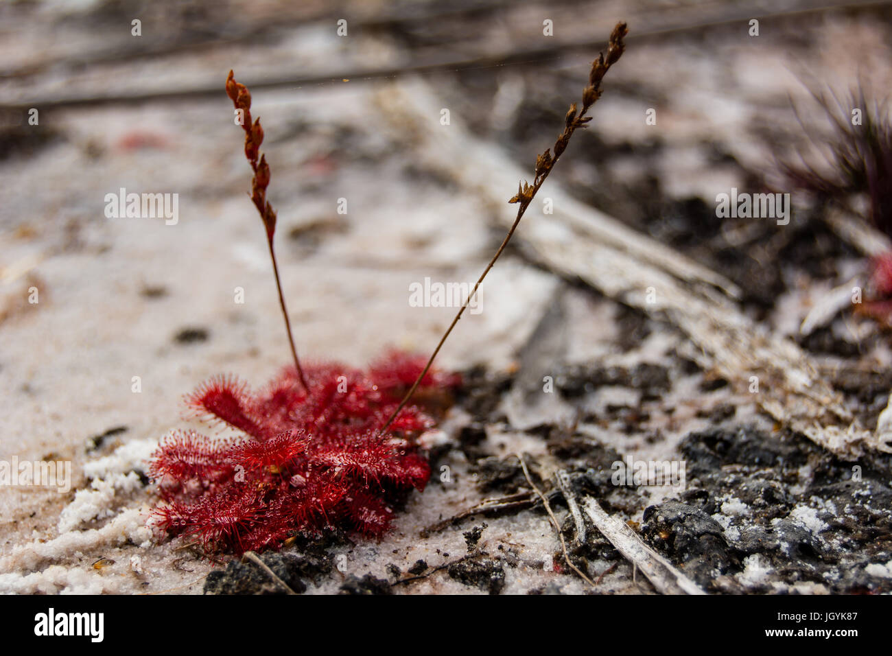 Rote Farbe Sonnentau auf weißem Sand. Fleischfressende Pflanzen von Fraser Island, Australien können trap und Insekten zu konsumieren. Tropfen Schleim an der Spitze jedes Zelt Stockfoto