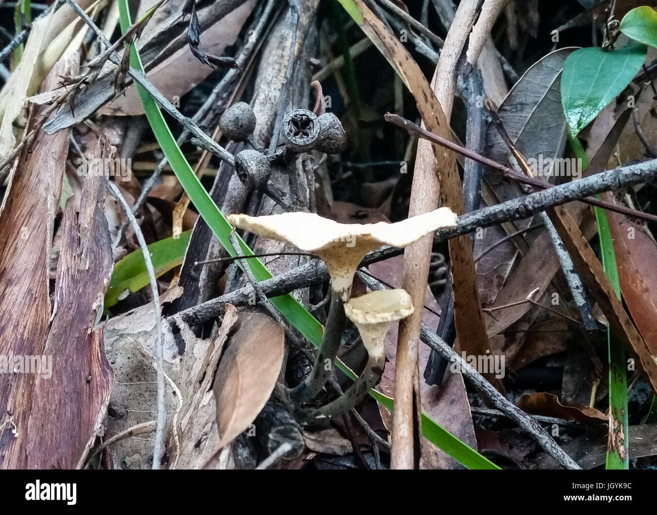 Pilze von Fraser Island, Queensland, Australien Stockfoto