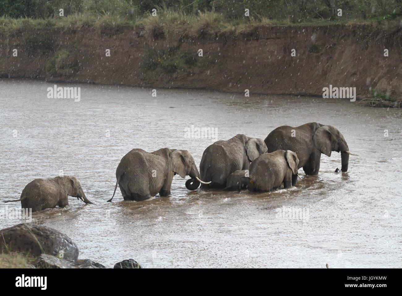 Familie von Elefanten Mara Fluss überqueren Stockfoto