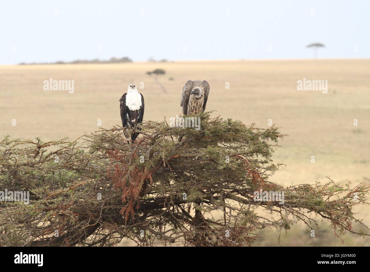 Adler und Geier teilen ein Baumes Stockfoto