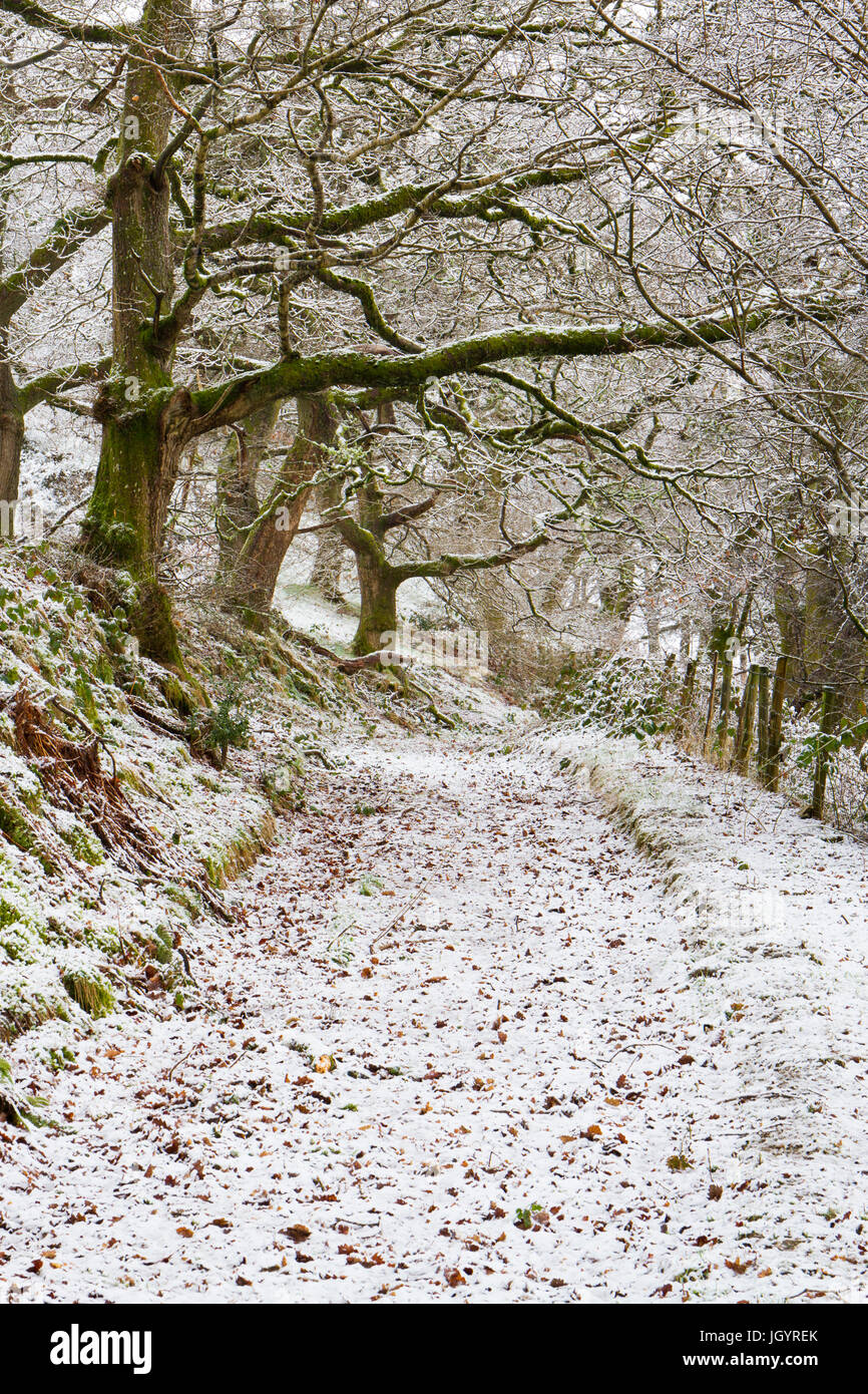 Eichenwälder nach einem leichten Schneefall. Powys, Wales. März. Stockfoto