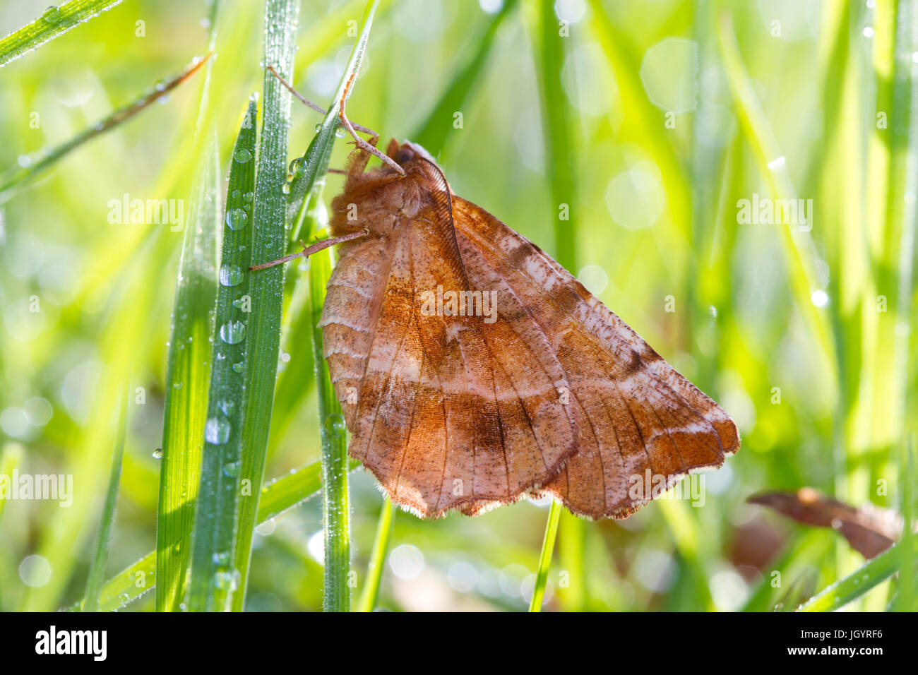 Frühe Thorn (Selenia Dentaria) Erwachsenen Falter ruhen unter den Gräsern. Powys, Wales. April. Stockfoto