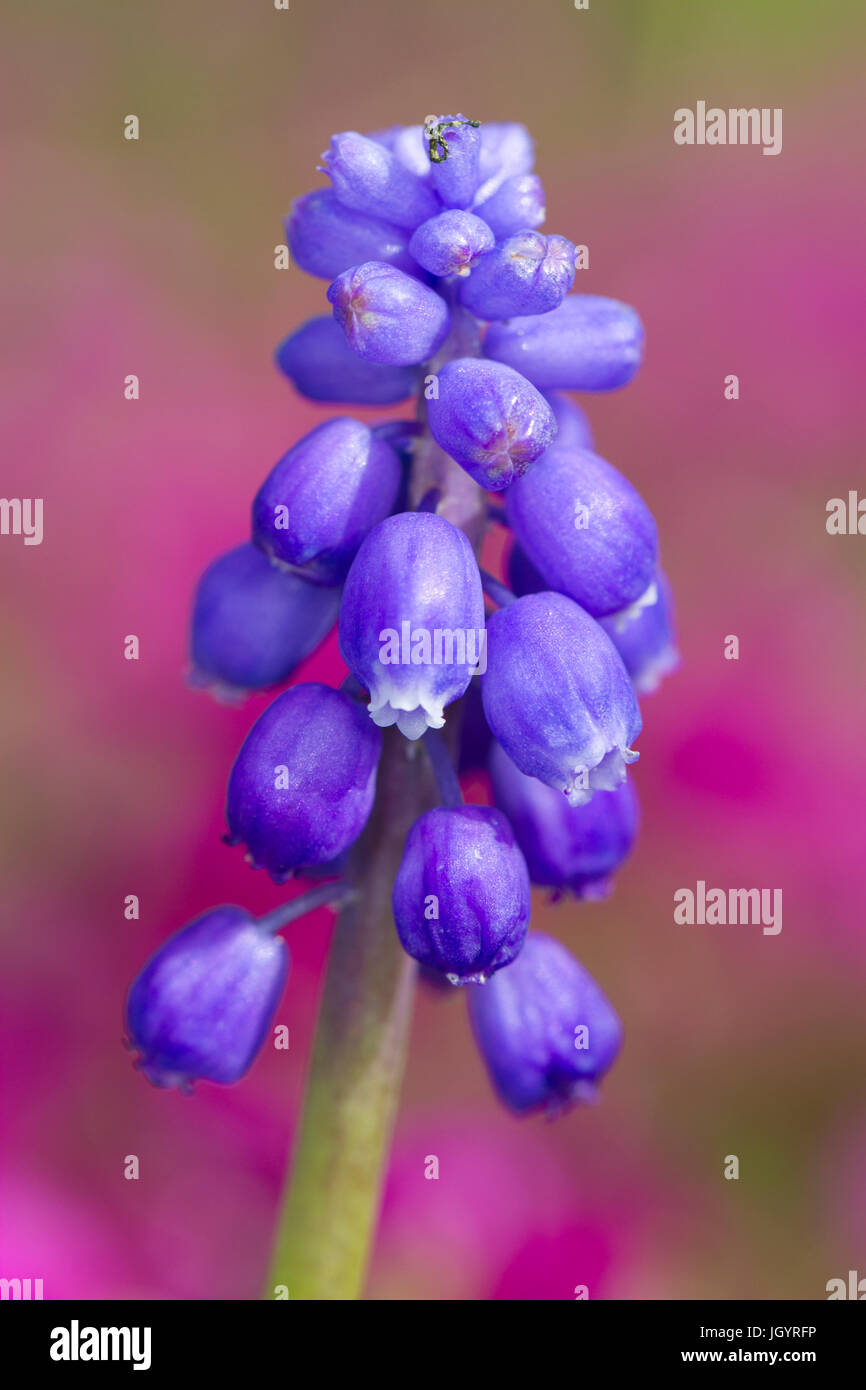 Grape Hyacinth (Muscari Armeniacum) in einem Garten blühen. Powys, Wales. April. Stockfoto