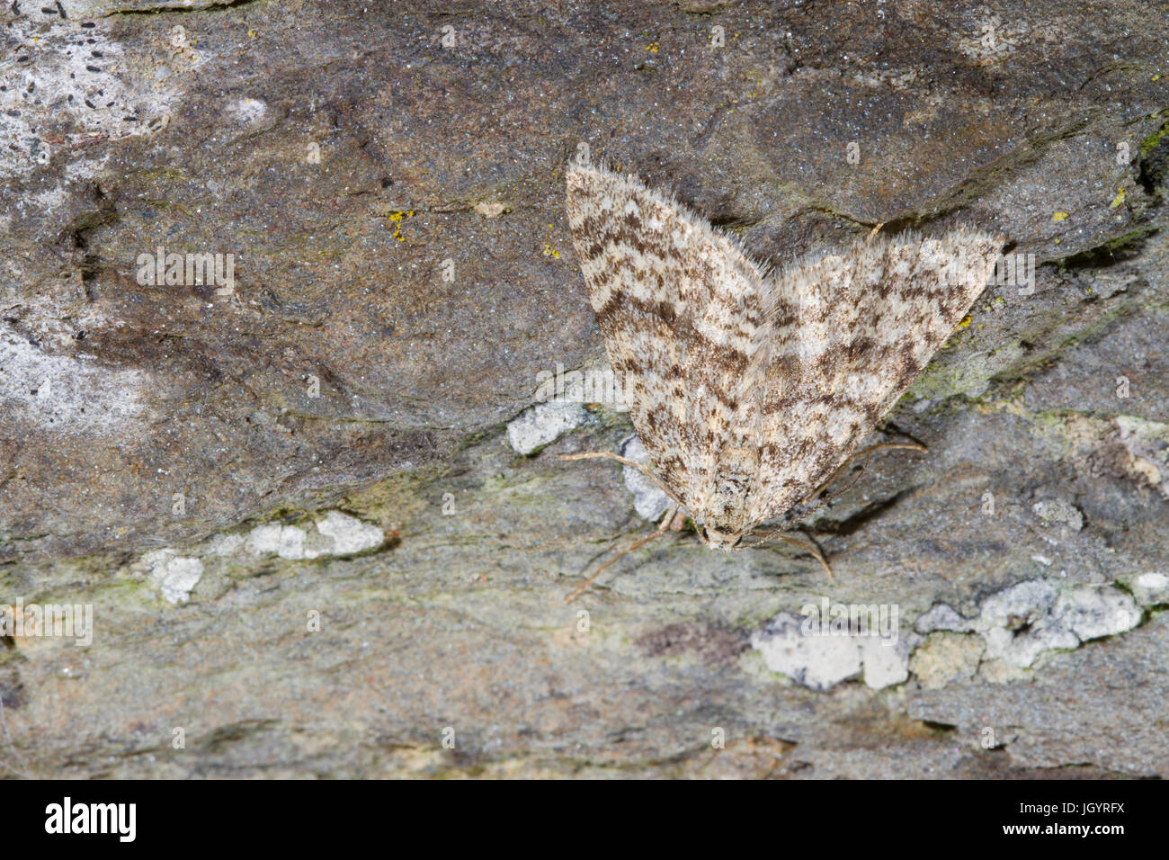 Fleckige grau (Colostygia Multistrigaria) Erwachsene Motte auf Stein ruht. Powys, Wales. April. Stockfoto