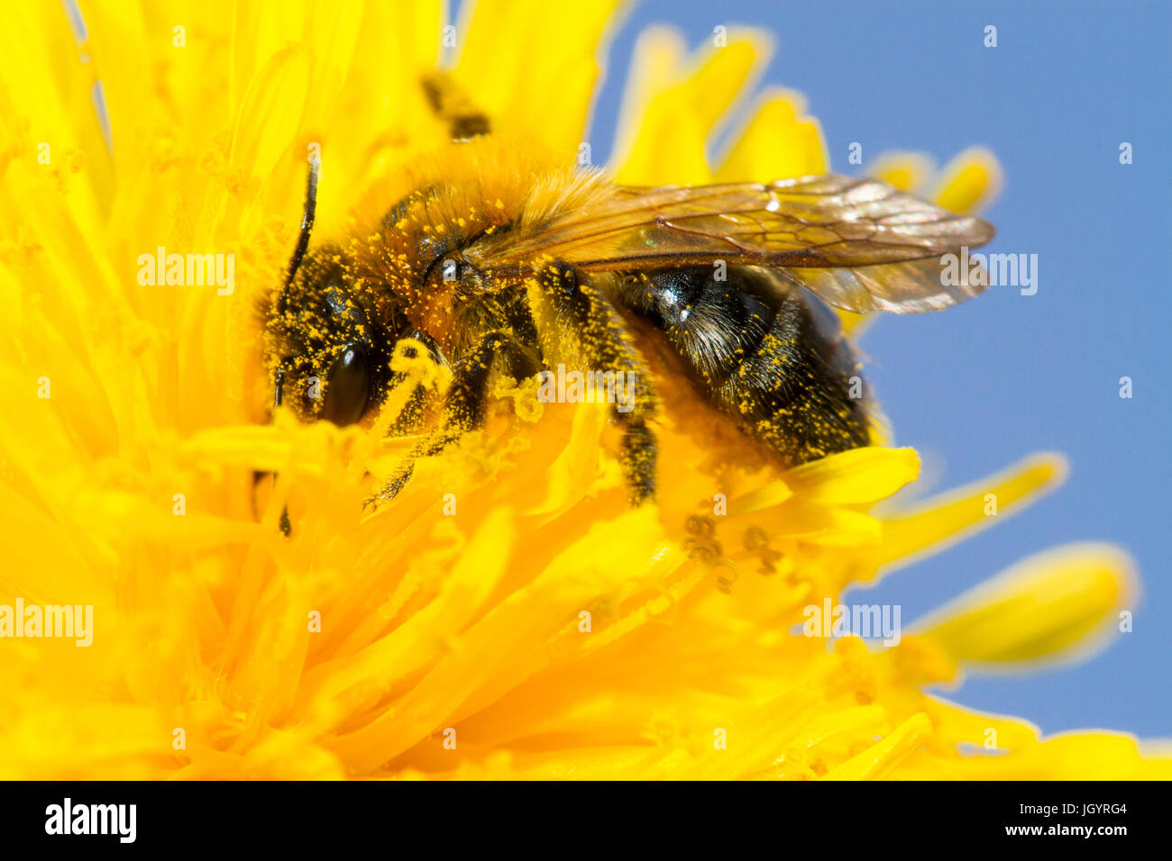 Grau-gepatcht Mining Bee (Andrena Nitida) Erwachsenfrau Fütterung auf eine Blume Löwenzahn. Powys, Wales. April. Stockfoto