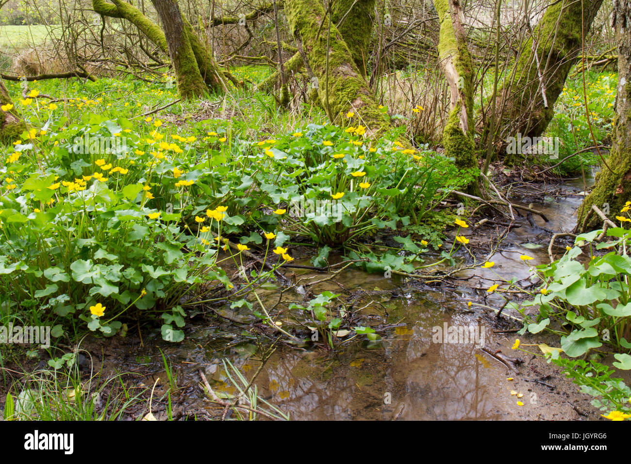 Sumpfdotterblumen (Caltha Palustris) Blüte in feuchten Wäldern. Powys, Wales. April. Stockfoto