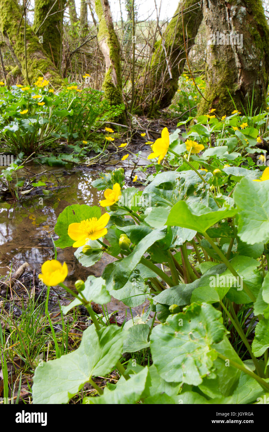Sumpfdotterblumen (Caltha Palustris) Blüte in feuchten Wäldern. Powys, Wales. April. Stockfoto