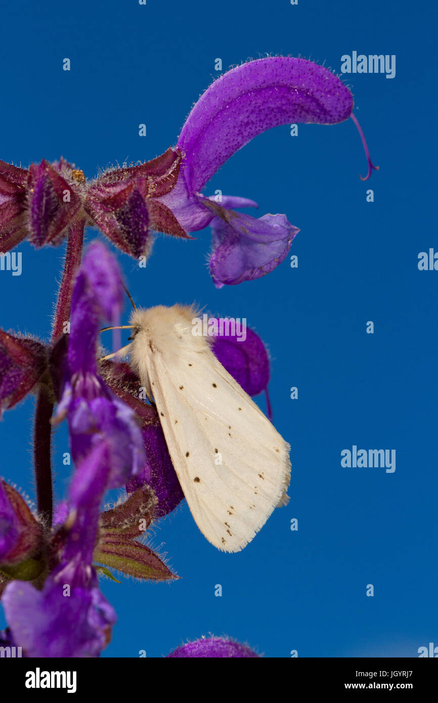 Weiße Hermelin Motte (Spilosoma Lubricipeda) ruht auf Wiese Salbei (Salvia Pratensis).  Chaîne des Alpilles, Bouches-du-Rhône, Frankreich. April. Stockfoto