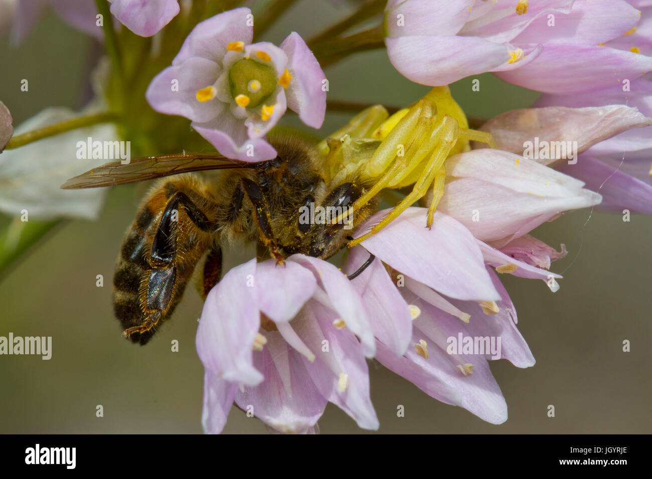 Krabben Sie-Spinne Fütterung auf eine Honigbiene (Apis Mellifera) unter rosa Knoblauch (Allium Roseum) Blumen. Chaîne des Alpilles, Bouches-du-Rhône, Frankreich. Mai. Stockfoto