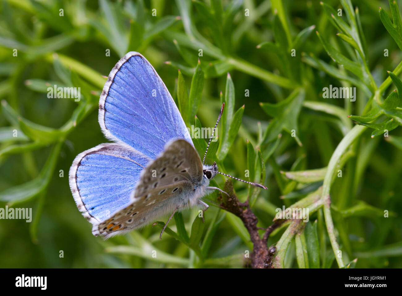 Adonis blue (Polyommatus Bellargus) Schmetterling Männchen. Auf dem Causse de Gramat, Lot Region, Frankreich. Mai. Stockfoto
