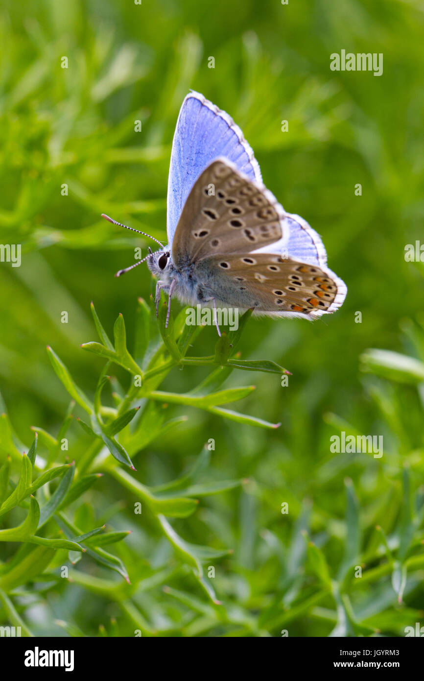 Adonis blue (Polyommatus Bellargus) Schmetterling Männchen. Auf dem Causse de Gramat, Lot Region, Frankreich. Mai. Stockfoto