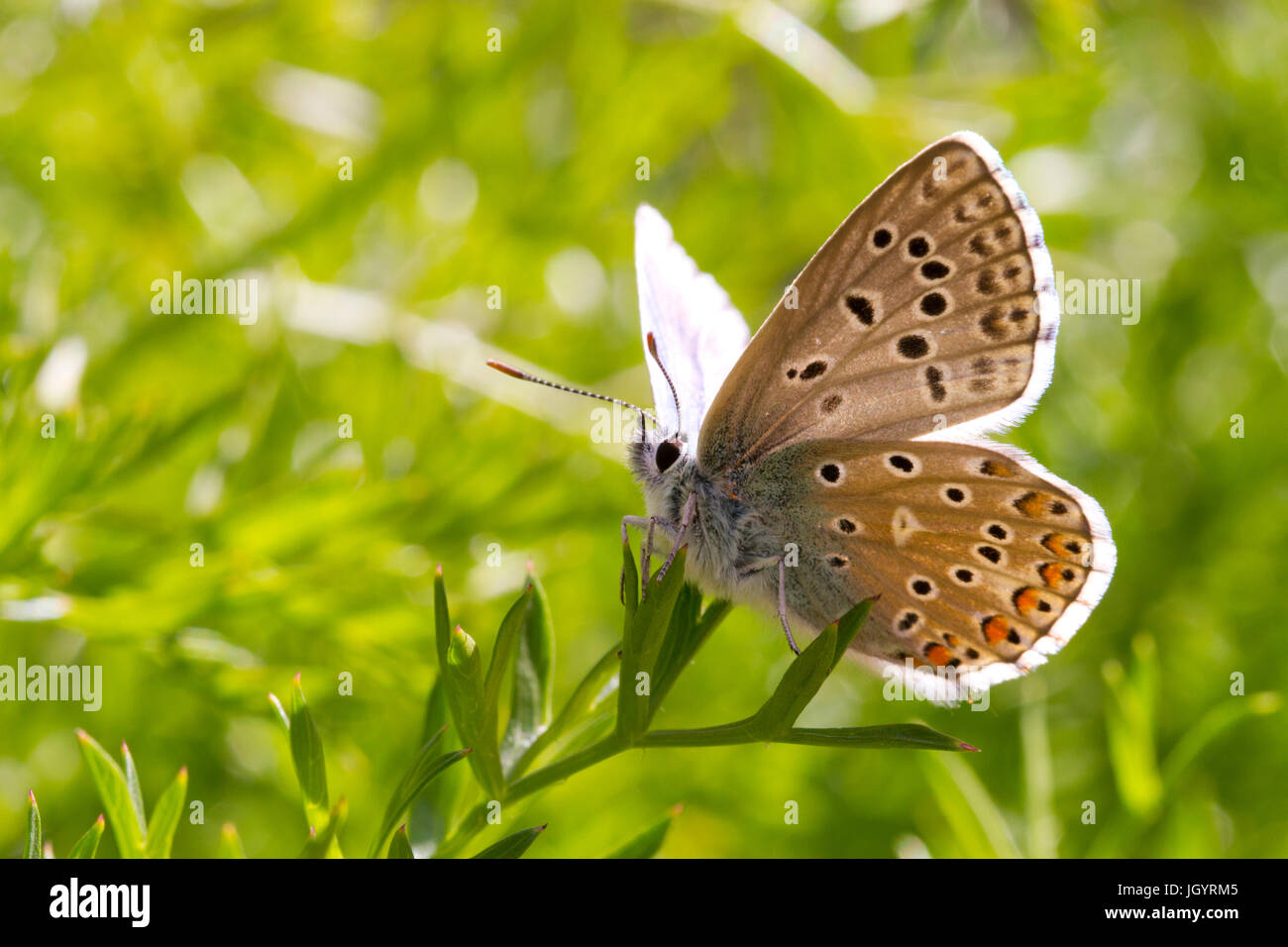 Adonis blue (Polyommatus Bellargus) Schmetterling erwachsenen männlichen Unterseite der Flügel. Auf dem Causse de Gramat, Lot Region, Frankreich. Mai. Stockfoto