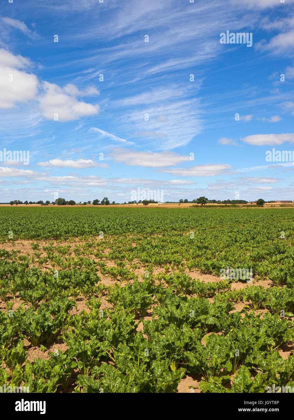 eine Ernte von Zuckerrüben auf trockenen Boden unter einem blauen Sommerhimmel mit wispy White Cloud in yorkshire Stockfoto