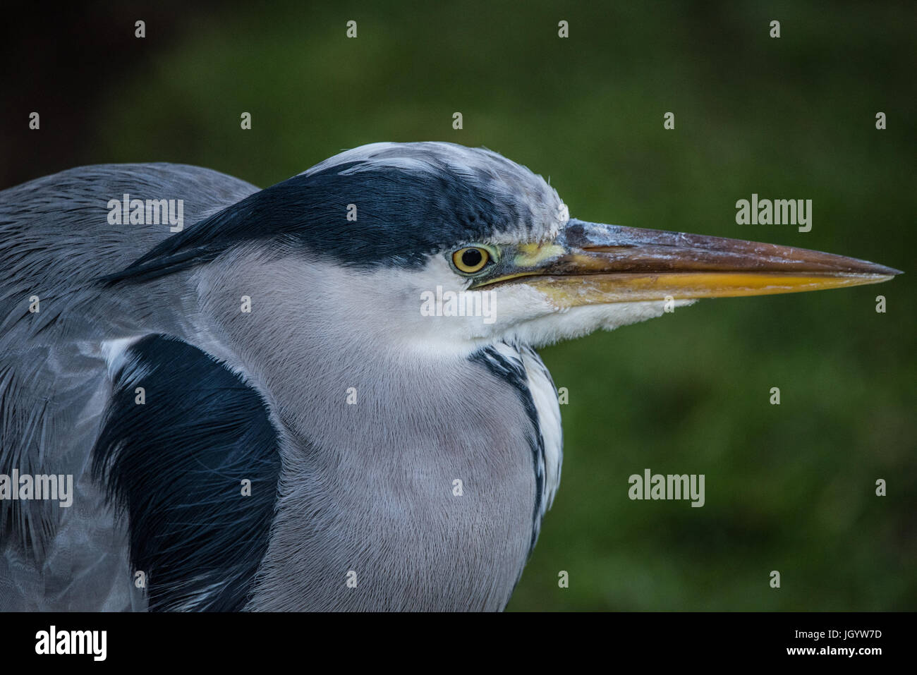 Nahaufnahme von einem Reiher mit seinen Hals nach unten an einem kalten Tag gequetscht Stockfoto