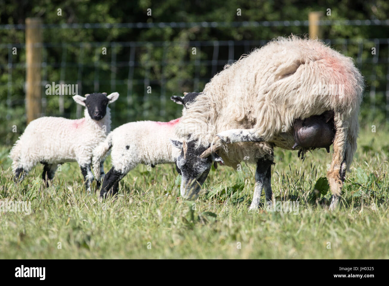 Schaf Schafe Kratzer den Kopf mit dem Rücken zu Fuß, während ihre Lämmer in der Nähe in einem Feld von stehen Mutter Stockfoto