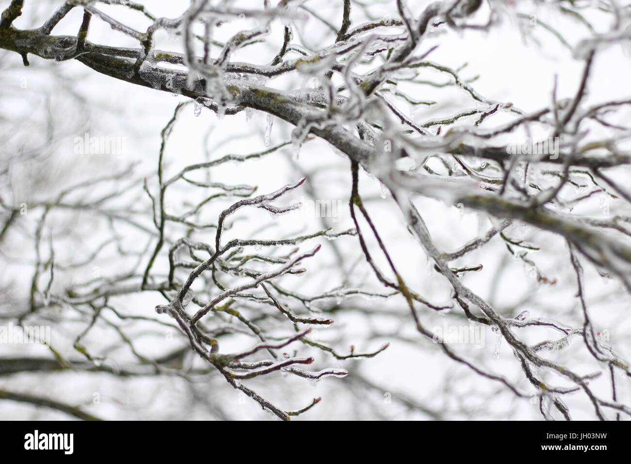 Bäume und Äste durch Glatteis im Winter eingefroren Stockfoto
