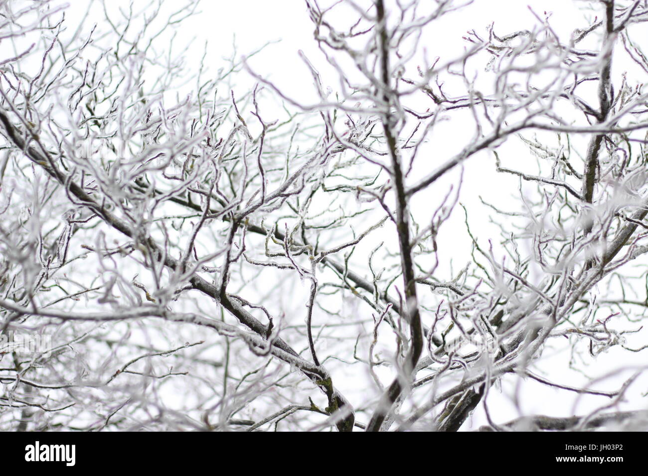 Bäume und Äste durch Glatteis im Winter eingefroren Stockfoto