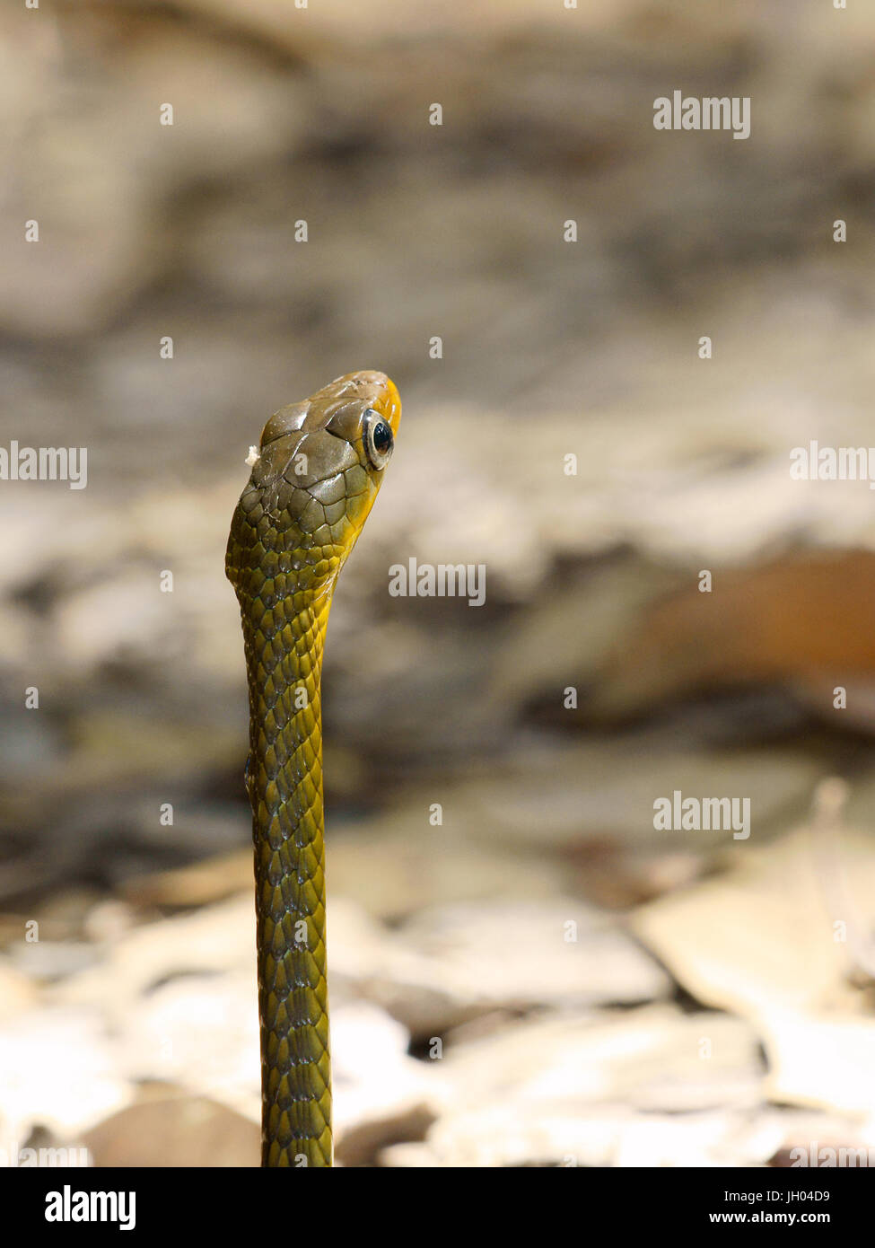 Schlange, Tier, Chapada Diamantina, Bahia, Brasilien Stockfoto